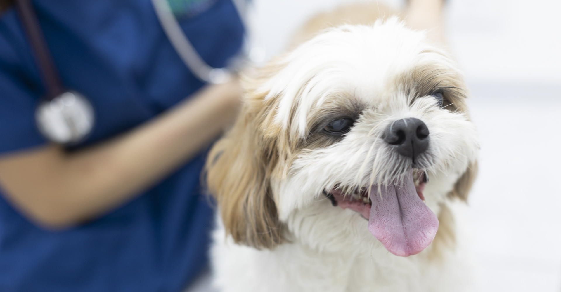 SERVICII VETERINARE 